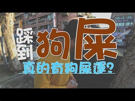 踩到狗大便號碼|狗便號碼帶來好運